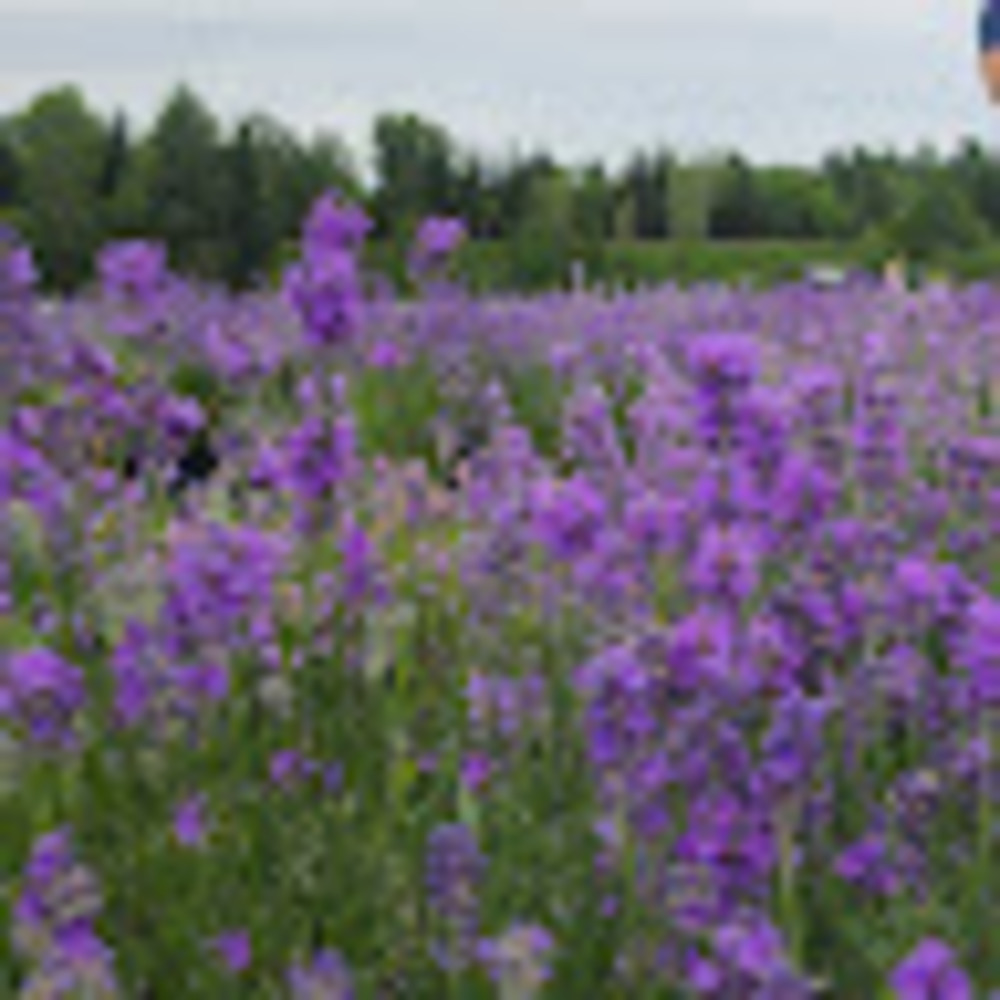 Meet your Posher, Lavender